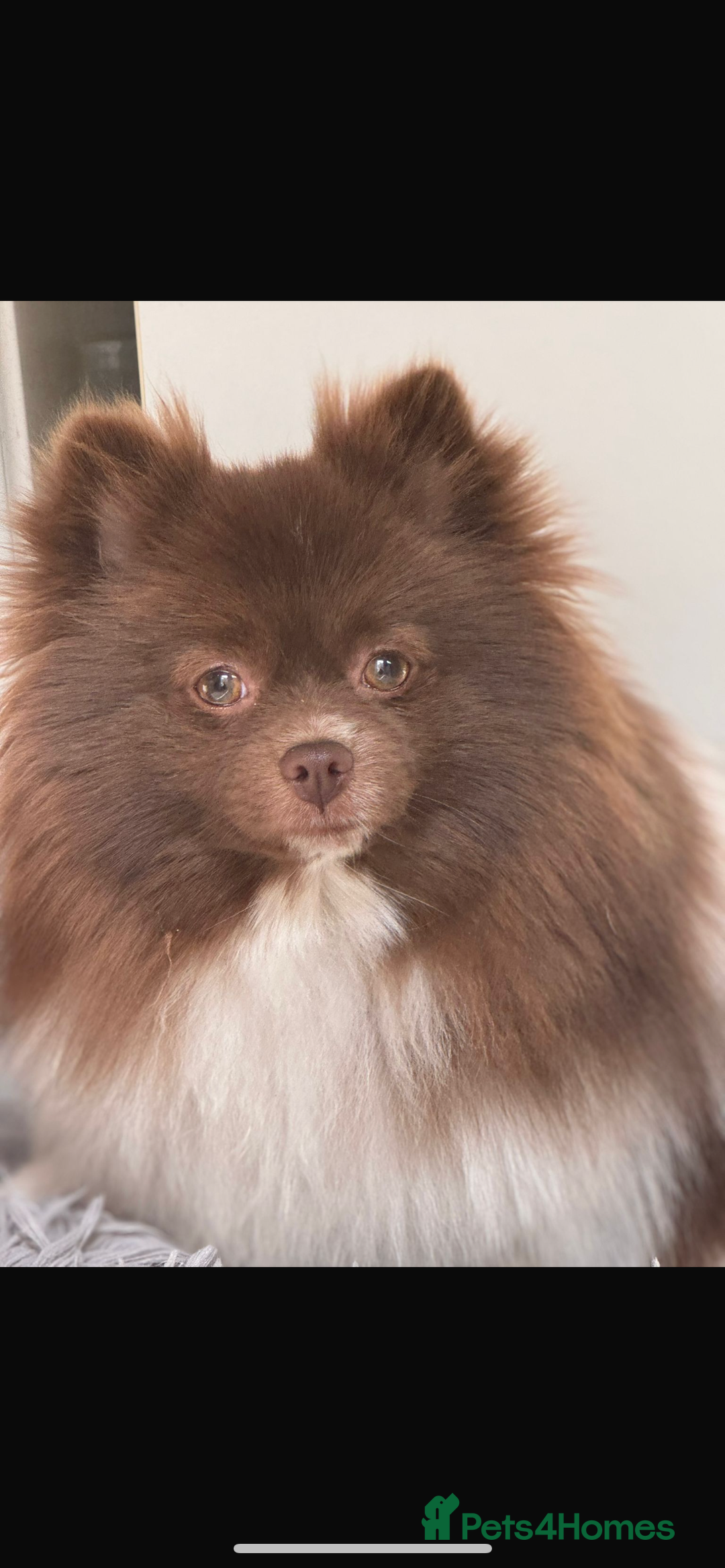 Pomeranian dogs for sale: Beautiful teddy bear chocolate boy  - Image 8
