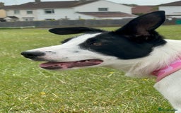 Border Collie dogs for sale: Luna  - Advert 6