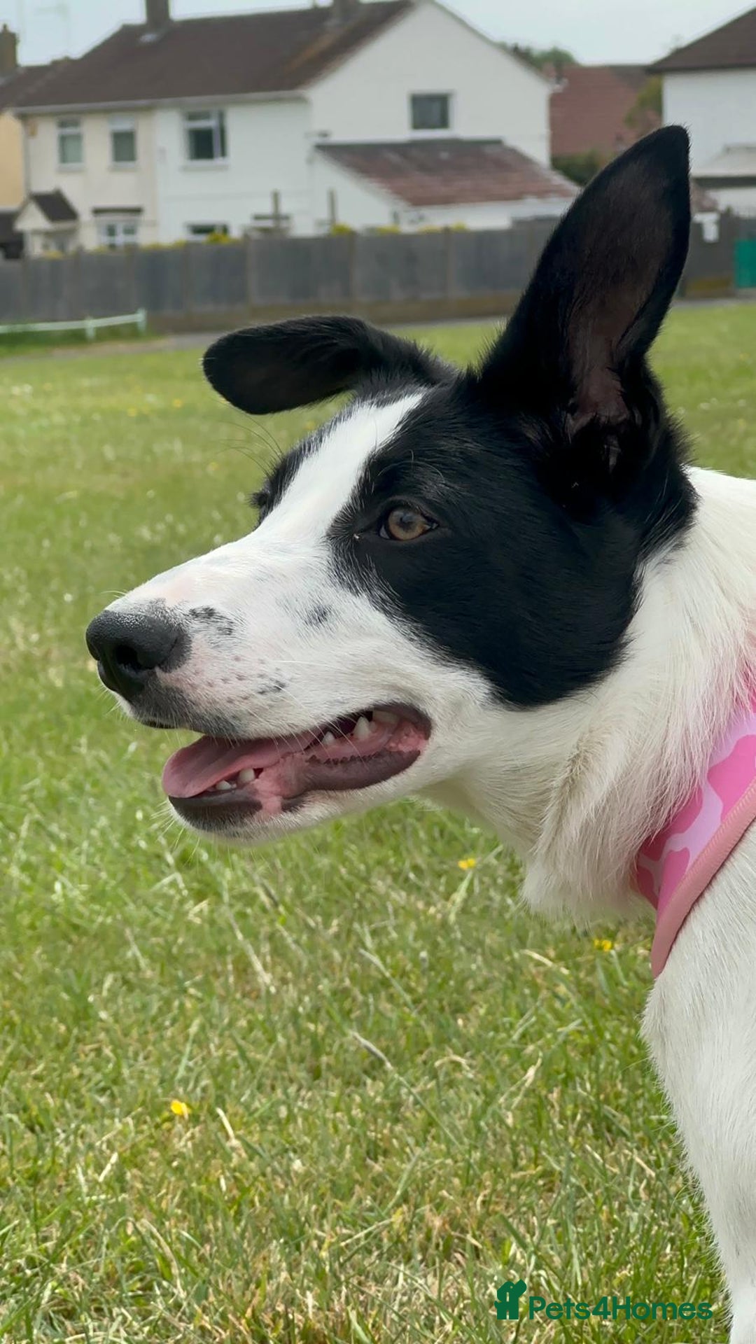 Border Collie dogs for sale: Luna  - Advert 6