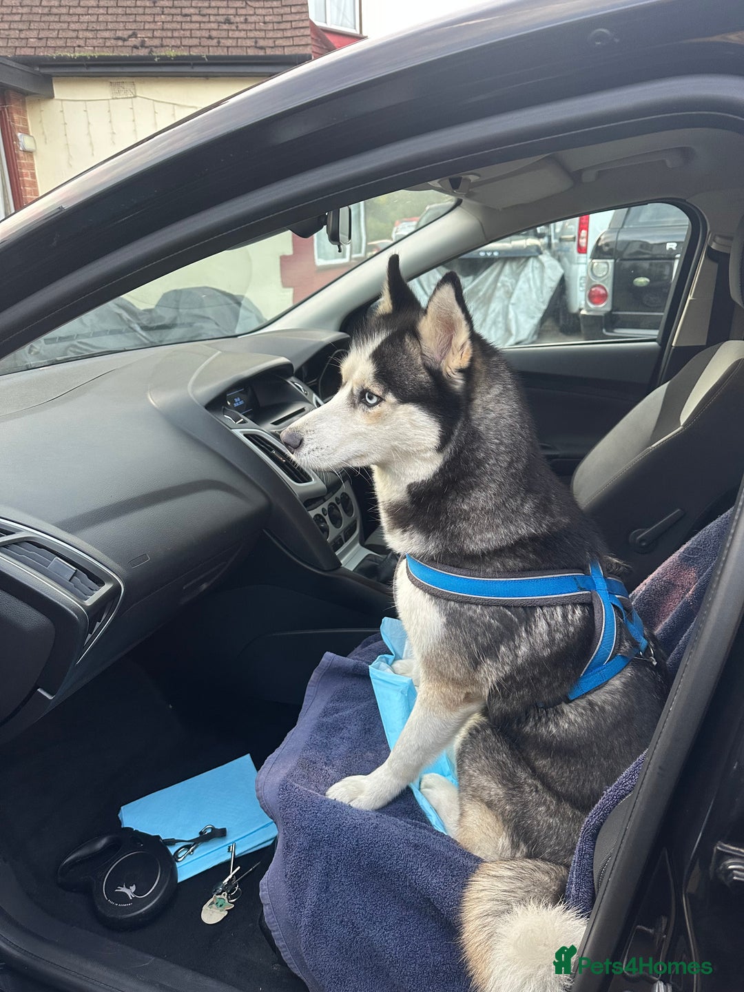 Siberian Husky dogs for sale: My beautiful Luna - Advert 3