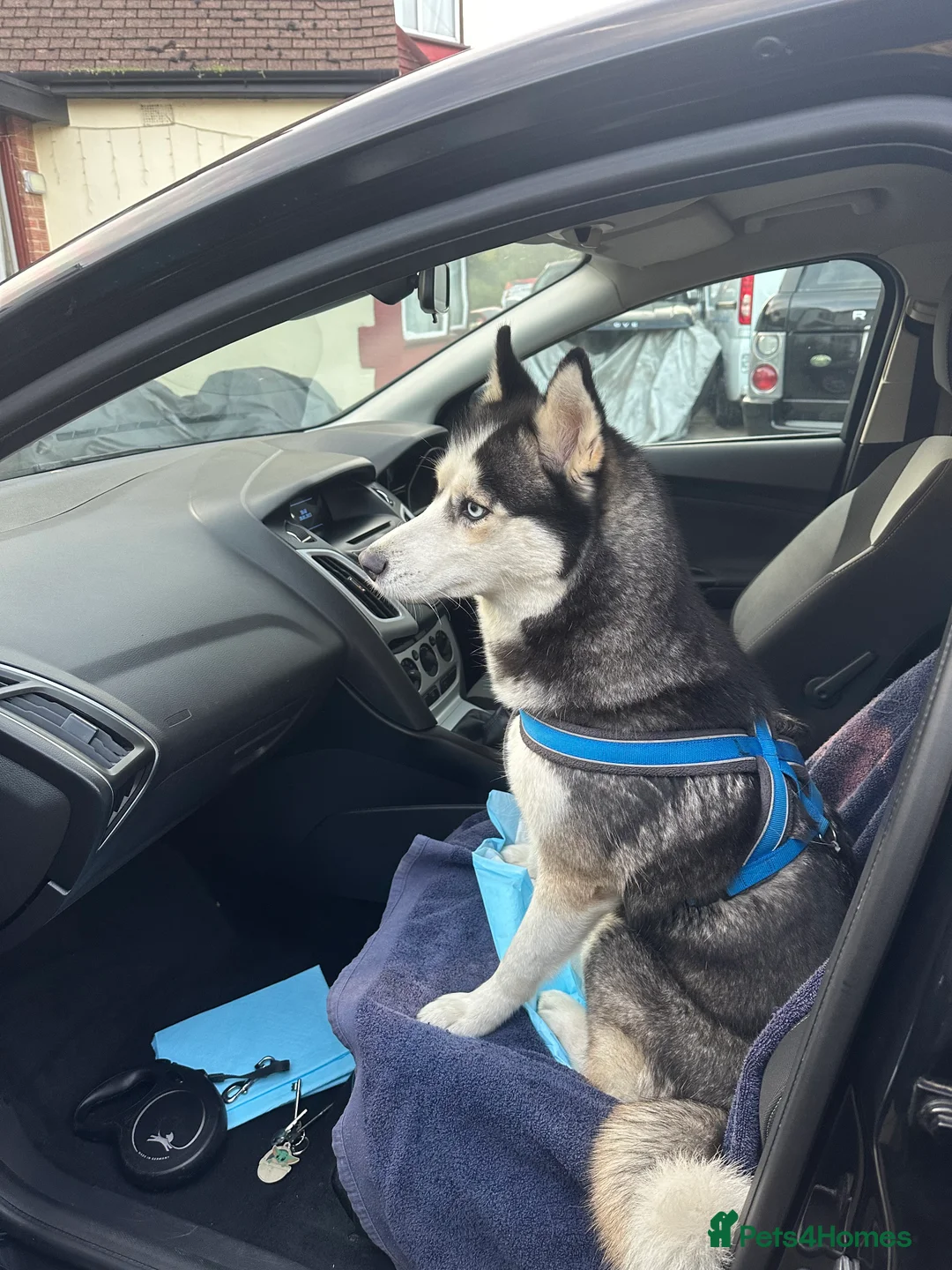 Siberian Husky dogs for sale: My beautiful Luna - Advert 3