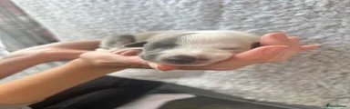 Puppy 6