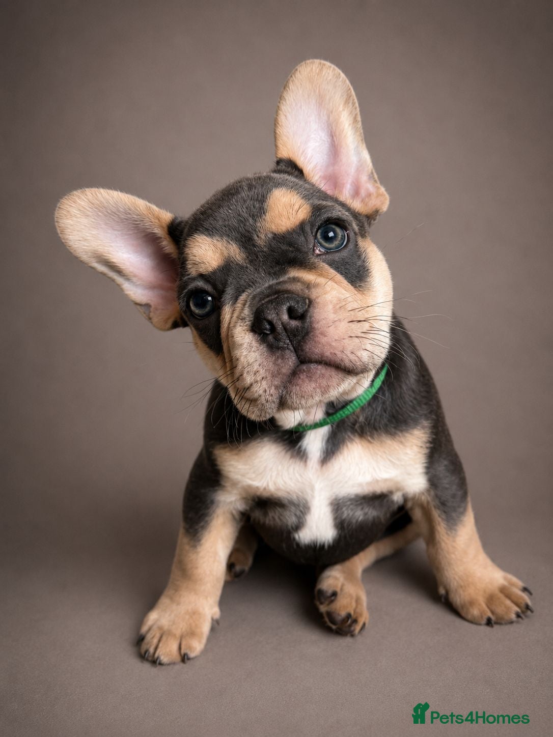 French Bulldog dogs 🌟 Ready Now! Top Quality French Bulldog Puppies  - Advert 2