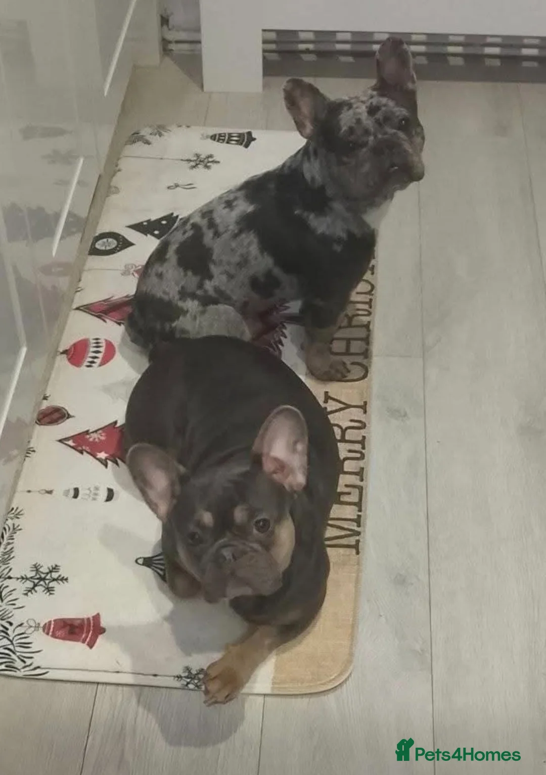 French Bulldog dogs for sale: 4 beautiful frenchie pups - Advert 2