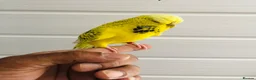 Budgerigars birds for sale: Beautiful semi hand tame exhibition budgies. - Advert 4