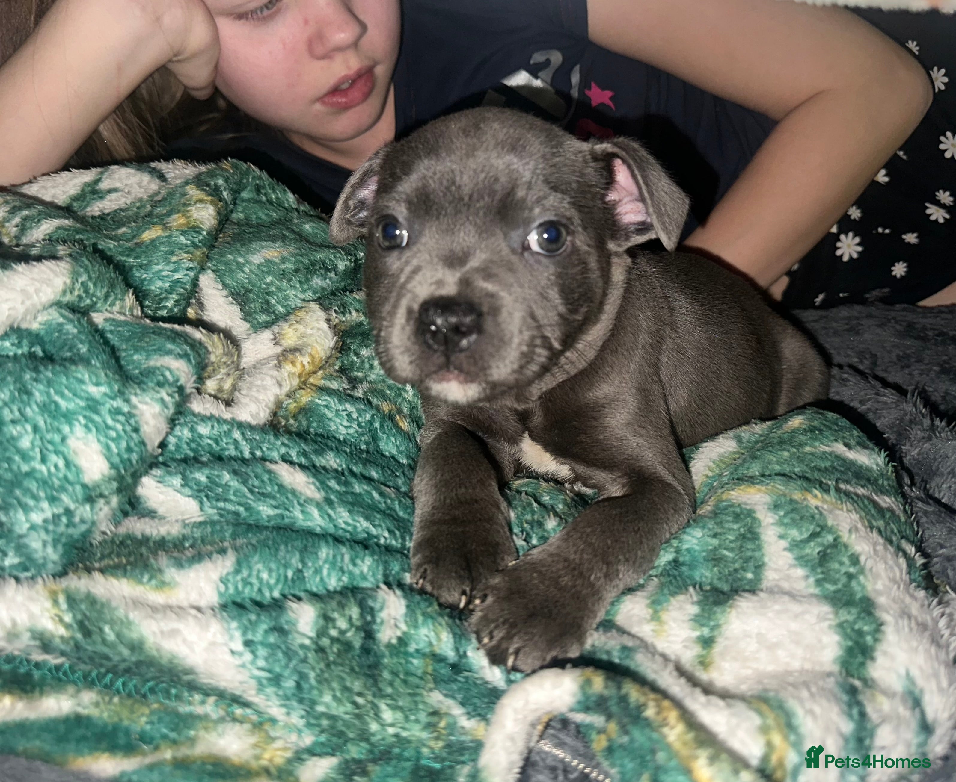 Staffordshire Bull Terrier dogs Adorable BLUE KC Pups *BULLSCAFF BLOODLINE* - Advert 2