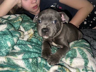 Staffordshire Bull Terrier dogs Adorable BLUE KC Pups *BULLSCAFF BLOODLINE* - Advert 2