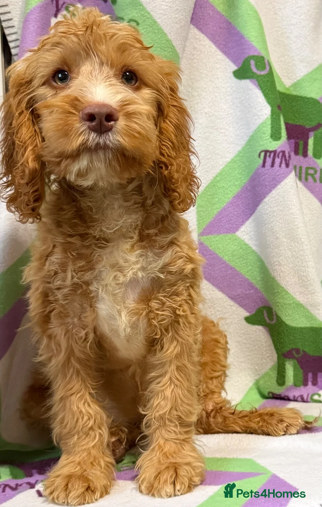 Cockapoo dogs for sale: F1 Apricot 🩵mini cockapoo 30 dna clear  - Advert 2