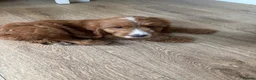 Cockapoo dogs for sale: Female cockapoo looking for loving home  - Advert 5