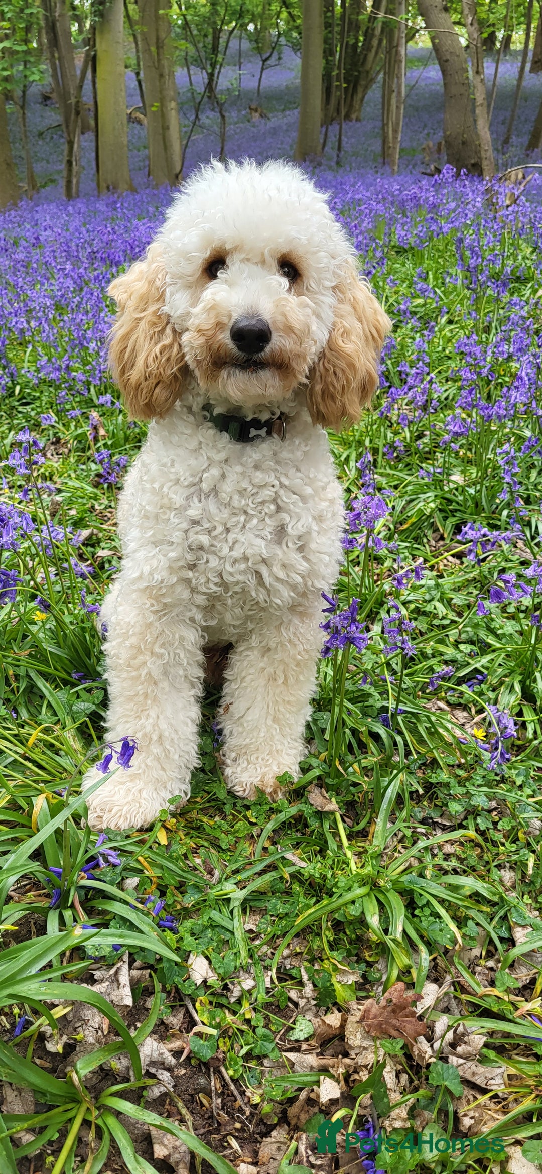 Miniature Poodle dogs for stud: KC Reg Miniature Poodle Stud in Norwich - Advert 2