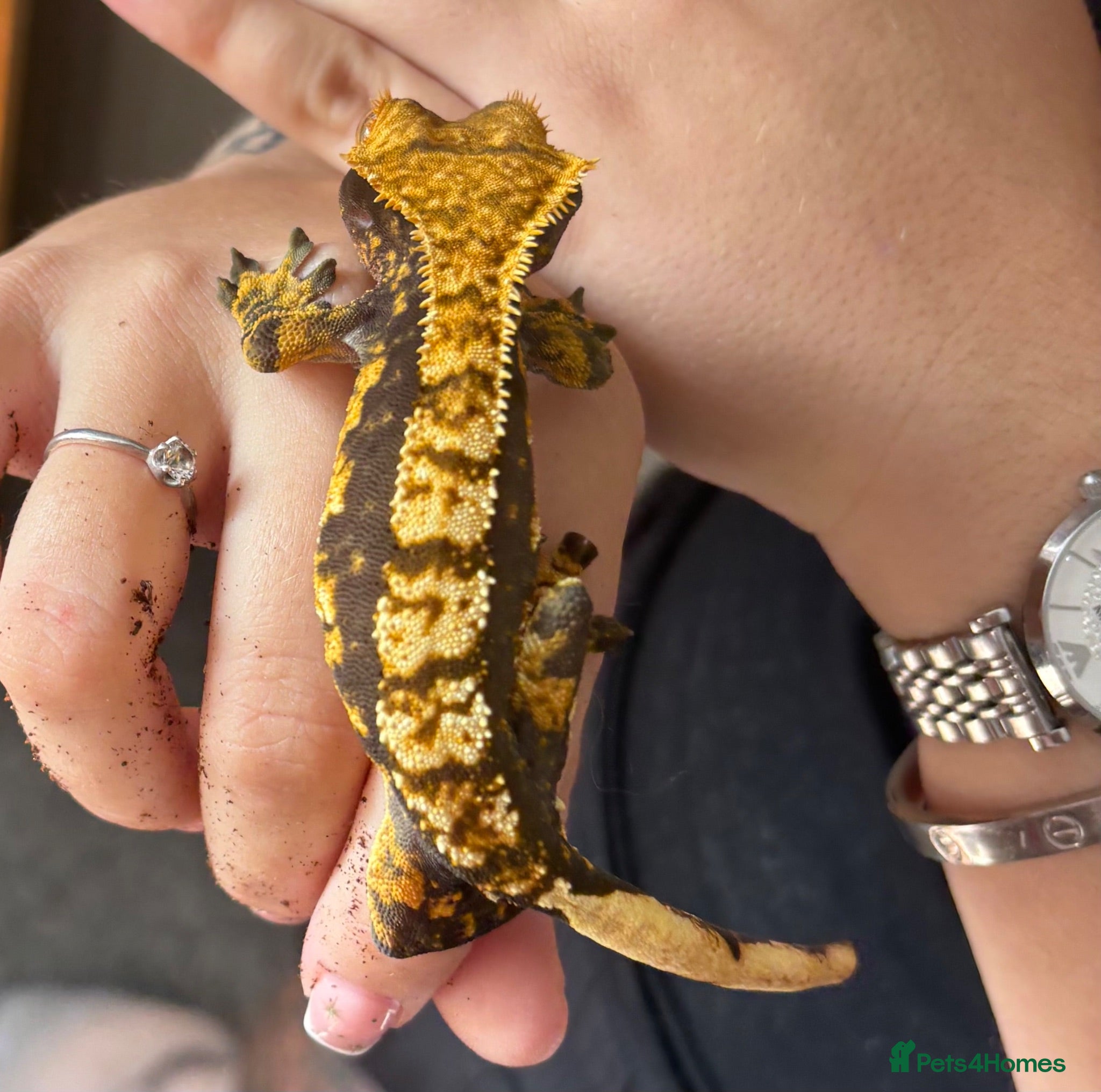 Gecko reptiles Harlequin crested gecko  - Advert 1