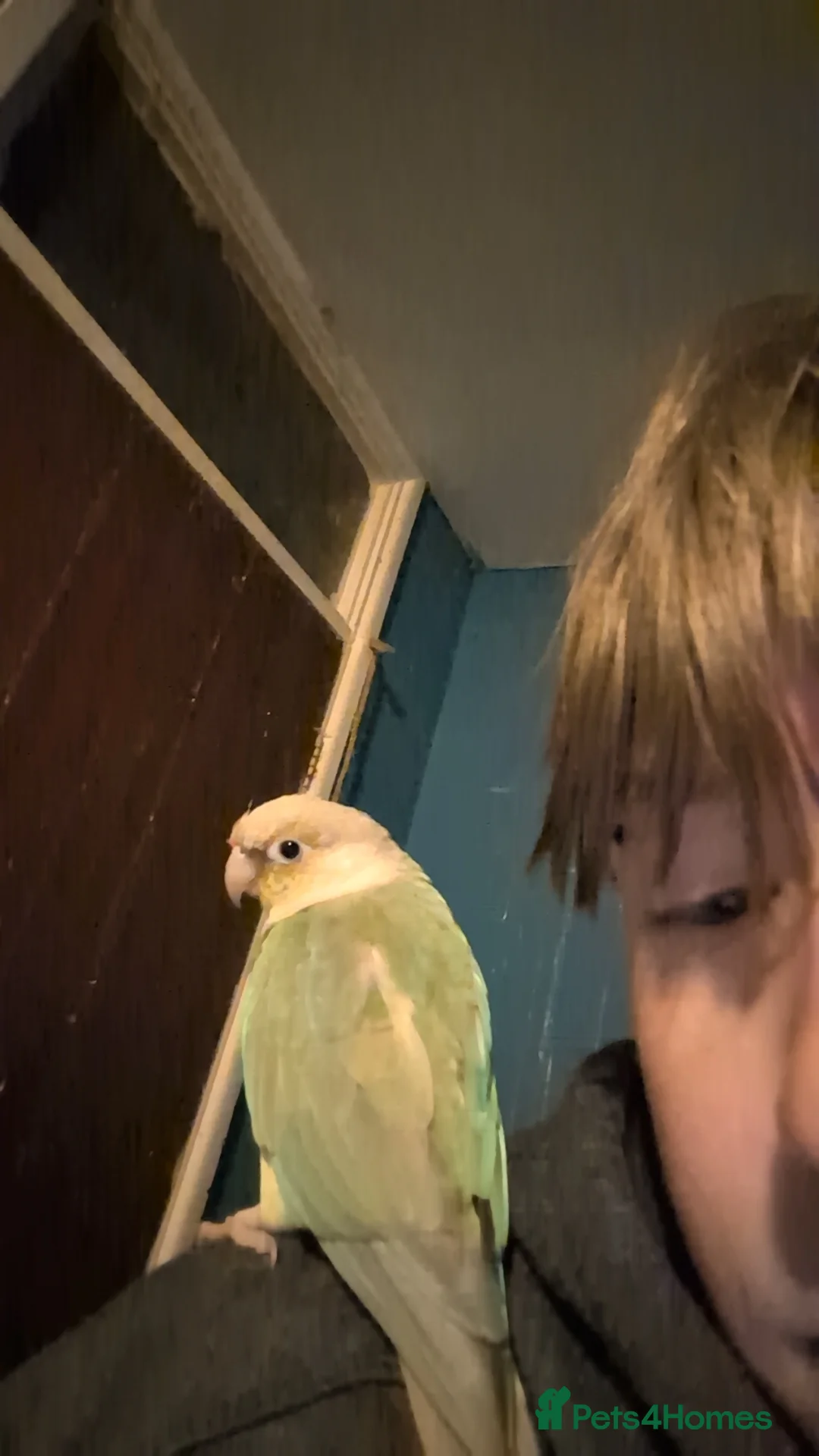 Conures birds for sale: Loki the conure  - Advert 2