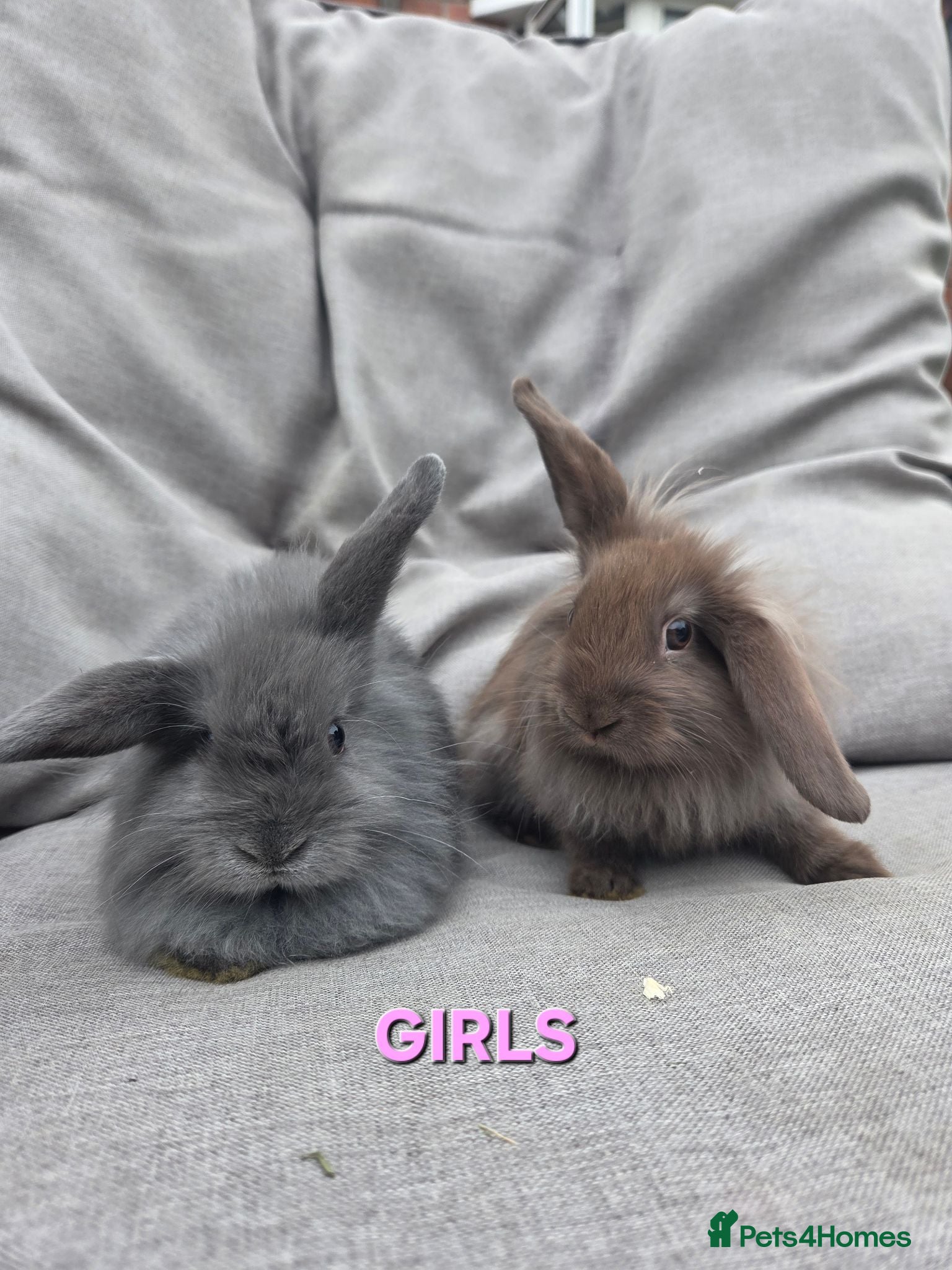 Lionhead rabbits Lion head Babies ready NOW 3 GIRLS 1 BOY - Advert 1