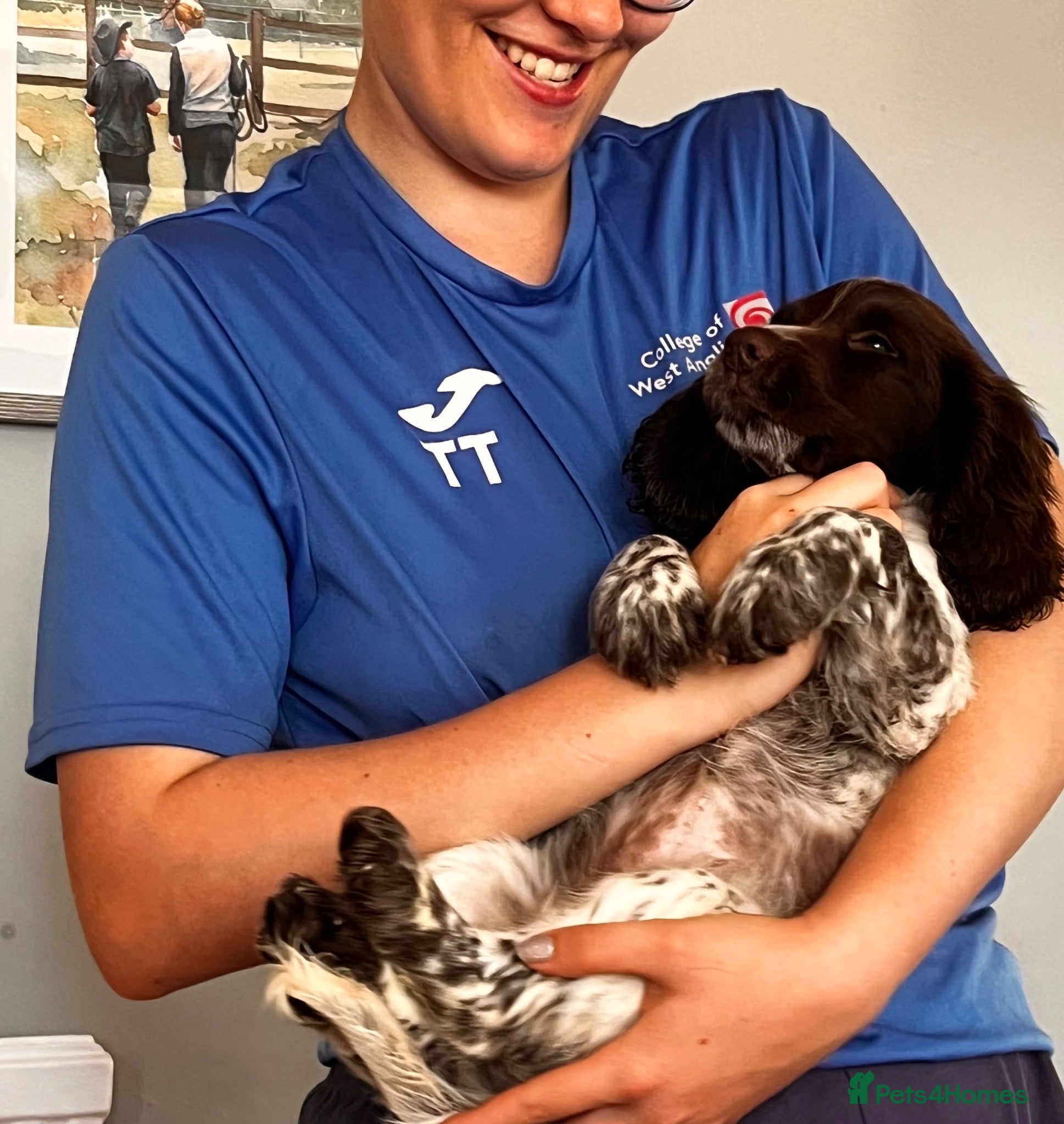 Cocker Spaniel dogs 2 Beautiful girls left! Ready to leave - Advert 2
