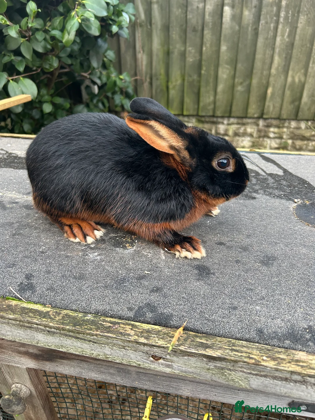 Tan rabbits for sale: Tan male rabbit - Advert 3
