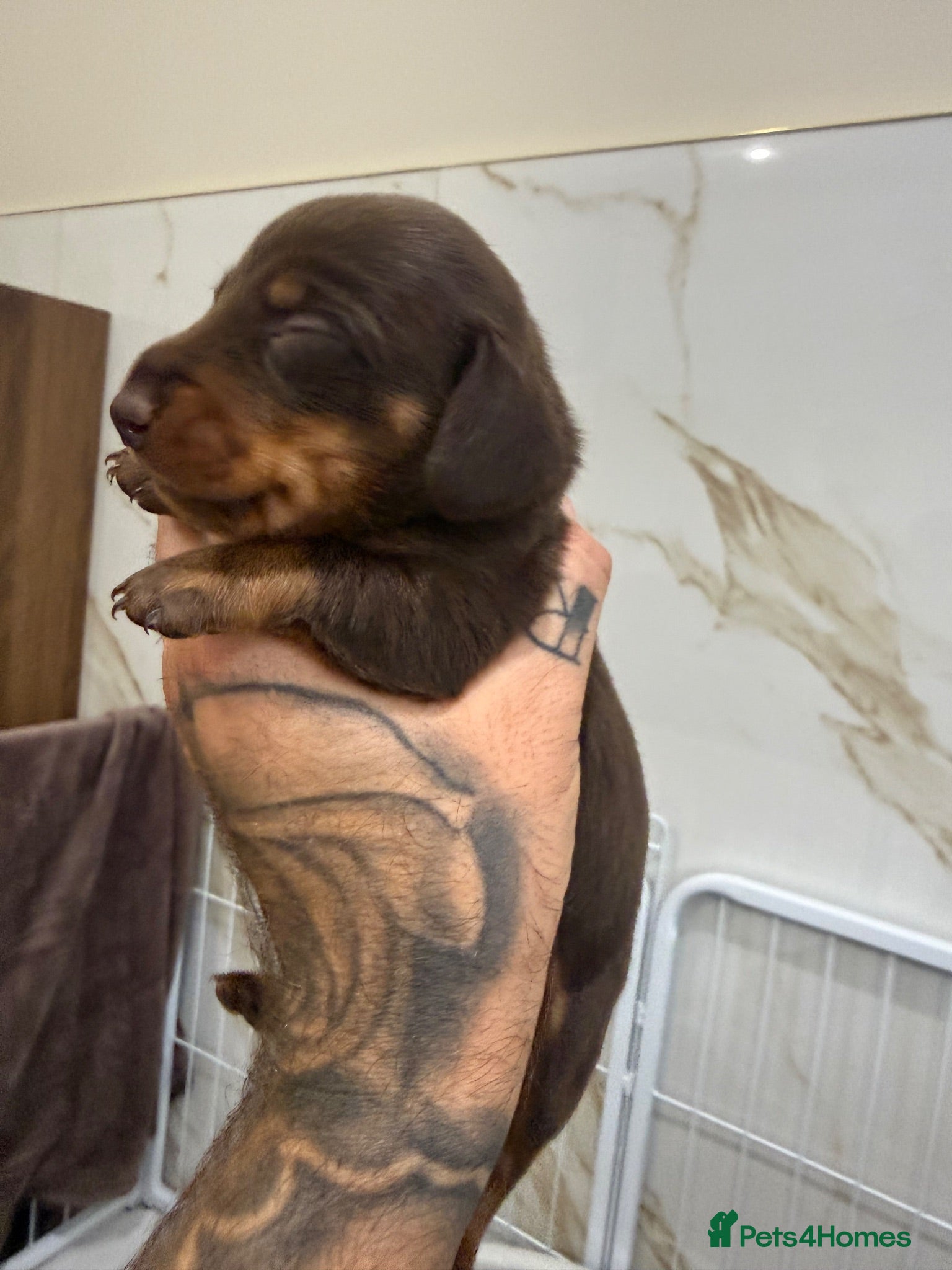 Miniature Dachshund dogs ✨ Only 3 left ✨  - Advert 2