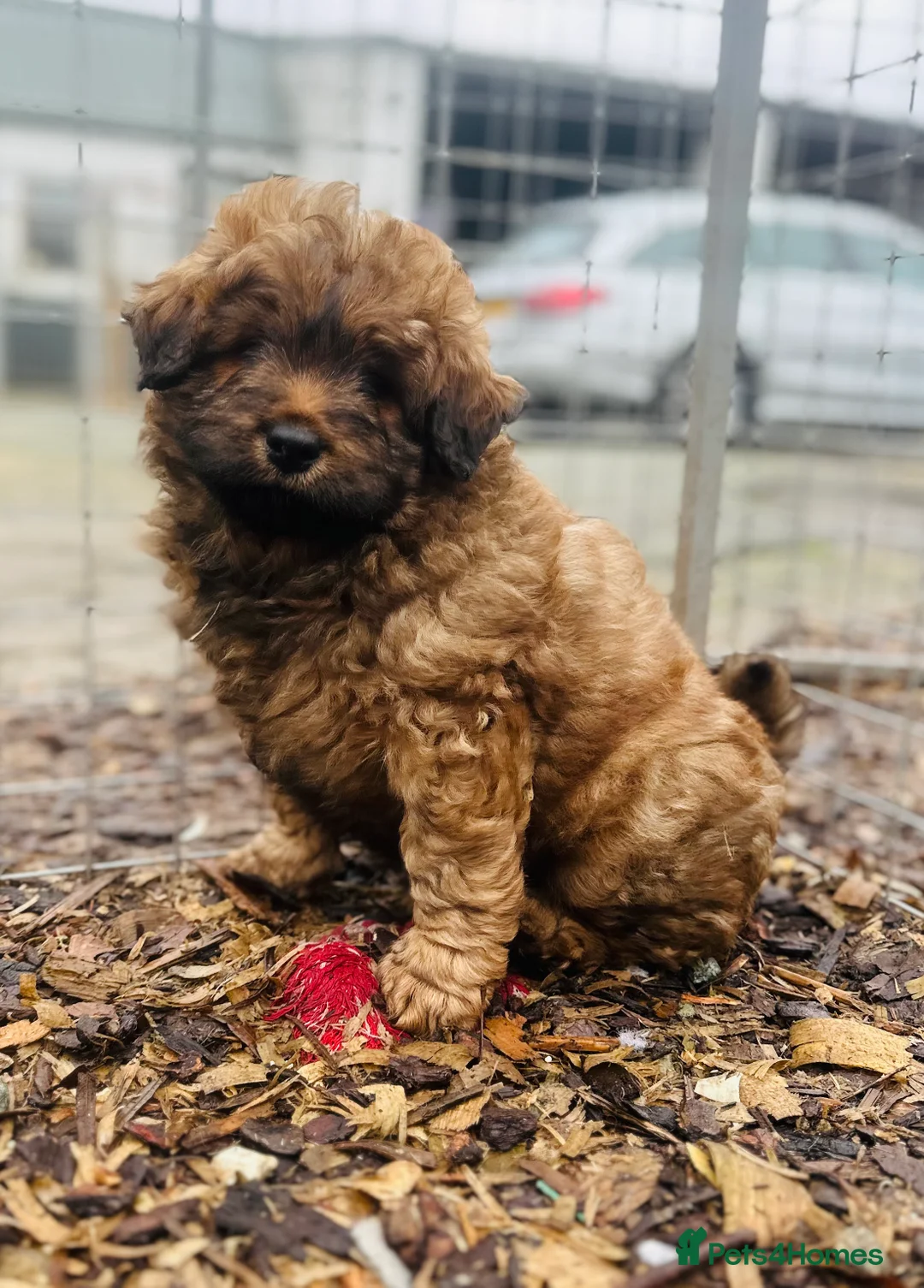 Mixed Breed dogs for sale: Wow real life teddy bears 🧸  - Advert 2
