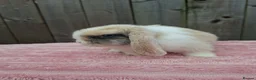 Mini Lop rabbits for sale: Mini lops - Advert 2