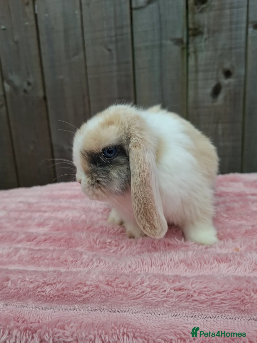 Mini Lop rabbits for sale: Mini lops - Advert 2