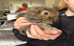Mixed Breed rabbits for sale: Bunnies for sale  - Image 13