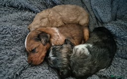 Mixed Breed dogs for sale: Cockapoochis For Sale - Image 8