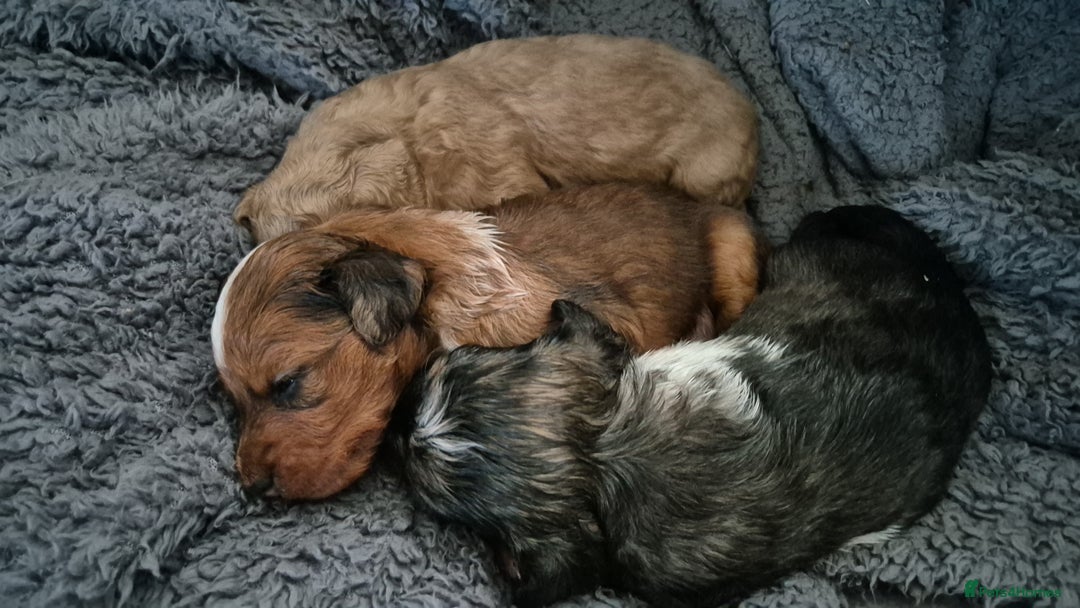 Mixed Breed dogs for sale: Cockapoochis For Sale - Image 8