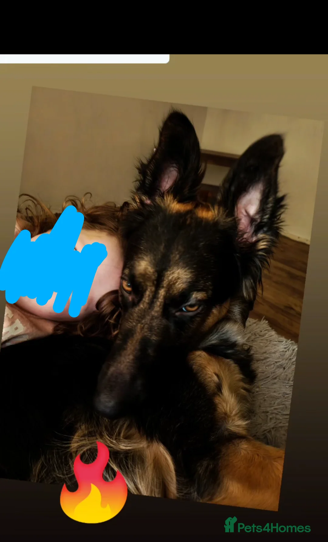 German Shepherd dogs for sale: German Shepherd female - Advert 2