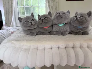 British Shorthair cats Chunky teddy bear GCCF British shorthair - Advert 1