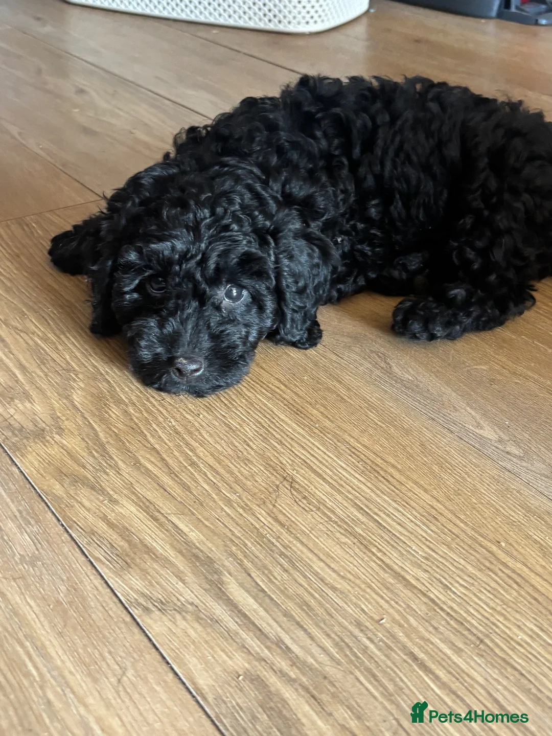 Cockapoo dogs for sale: Cockapoo - Advert 2