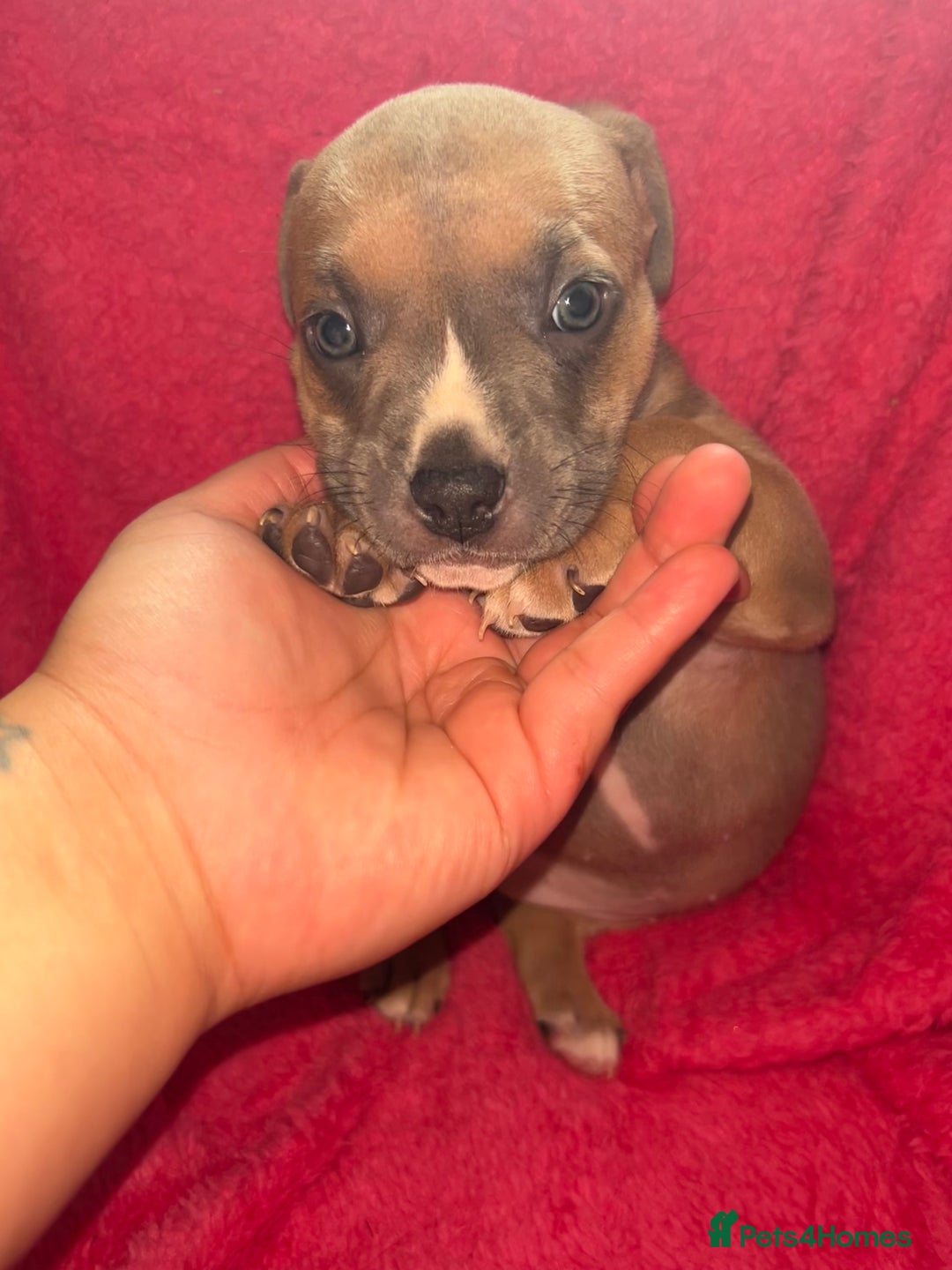 Mixed Breed dogs for sale: Beautiful chunky bully cross staffy pups tri /fawn - Image 22