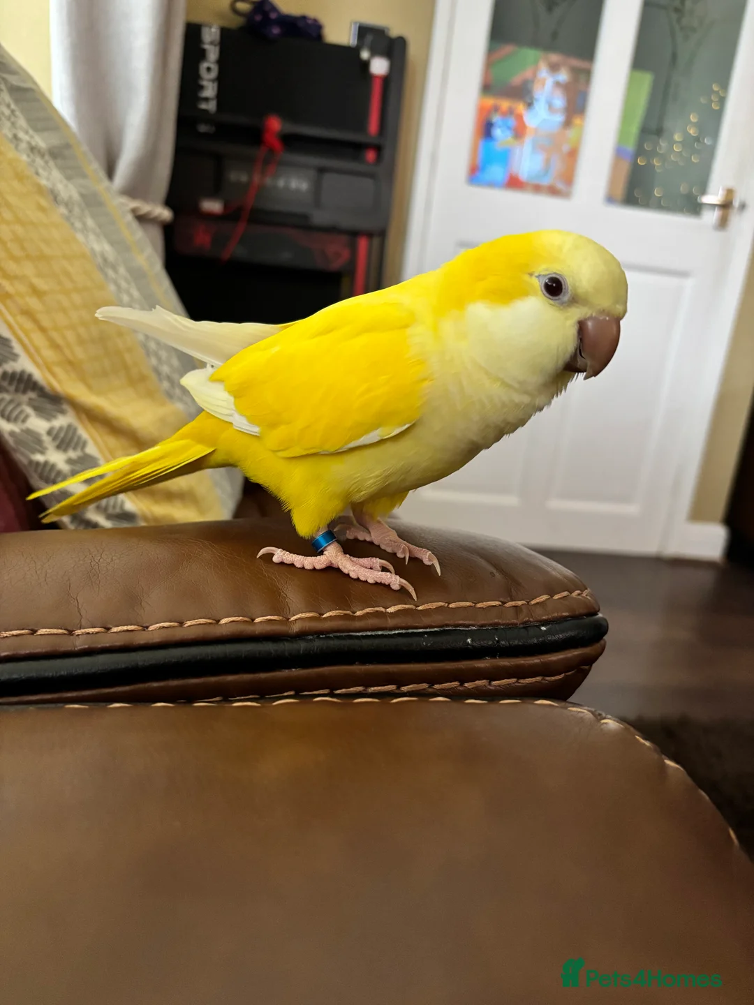 Parakeets birds for sale: Quaker bird for sale (monk parakeet) - Advert 2