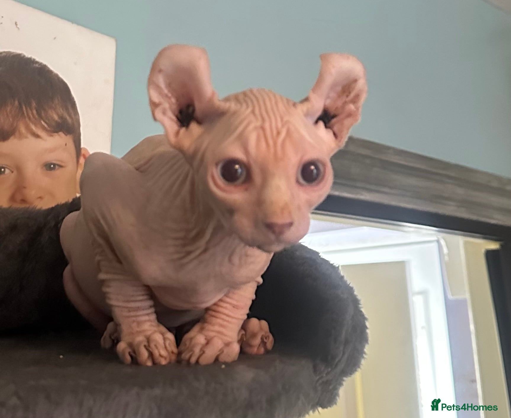 Sphynx cats Only 4 left!!  Canadian Sphynx 💛 - Advert 9