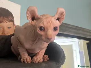 Sphynx cats Only 4 left!! Canadian Sphynx 💛 - Advert 9