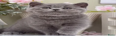 British Shorthair 4