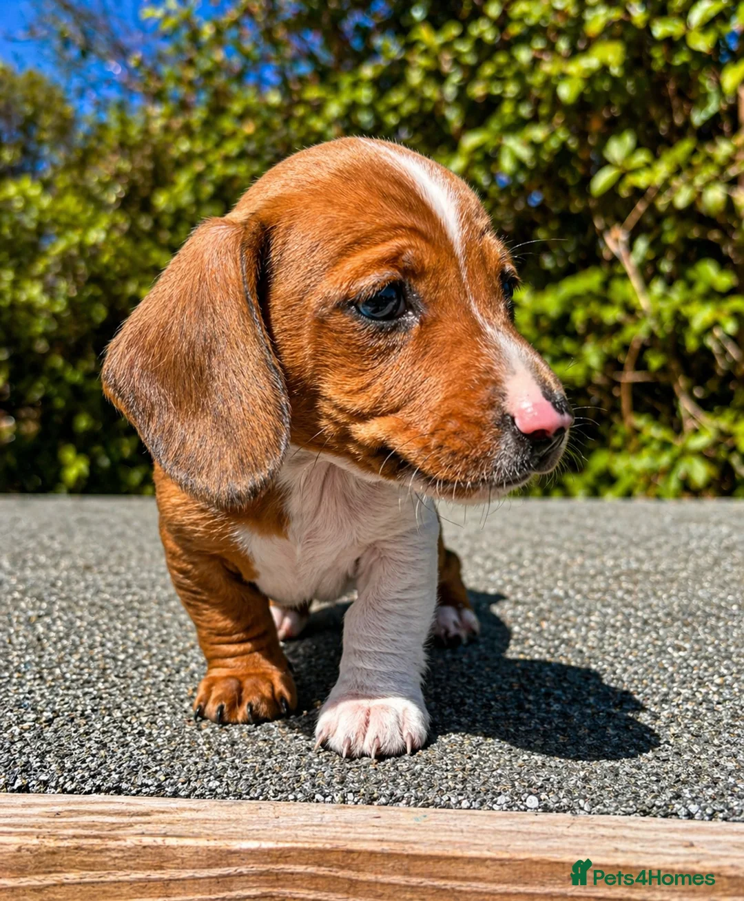 Miniature Dachshund dogs for sale: Miniature dachshund puppies piebald  - Advert 2