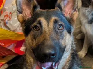 German Shepherd dogs German Shepherd Pup - Advert 1