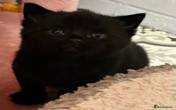 Russian Blue cats for sale: Black Russian blue  - Image 5