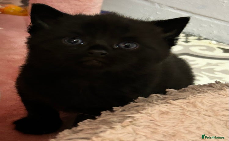 Russian Blue cats Rare Black Russian blue  - Advert 4