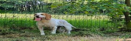 Mixed Breed dogs for adoption: Lovely Polly Griffon X looking for adoption - Advert 15