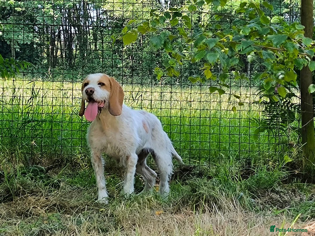 Mixed Breed dogs for adoption: Lovely Polly Griffon X looking for adoption - Advert 15