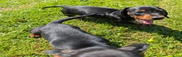 Miniature Dachshund dogs for sale: Quality KC/ PRA clear Miniature Dachshund Puppies  - Advert 9