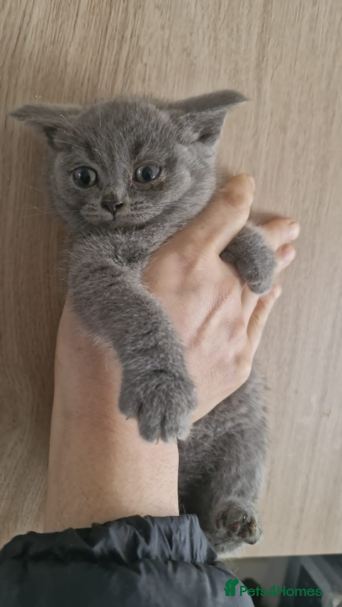 British Shorthair cats British shorthair boy - Advert 4