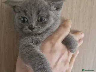 British Shorthair cats British shorthair boy - Advert 4