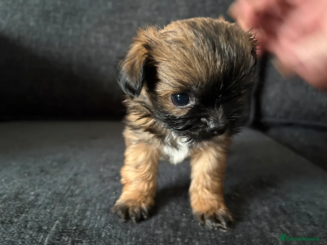 Mixed Breed dogs for sale: Shih Tzu cross puppies ready  - Advert 4