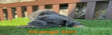 Orange Collar Girl