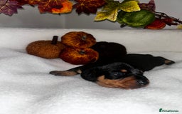 Miniature Dachshund dogs for sale: Miniature Smooth Dachshund Puppies  - Image 10