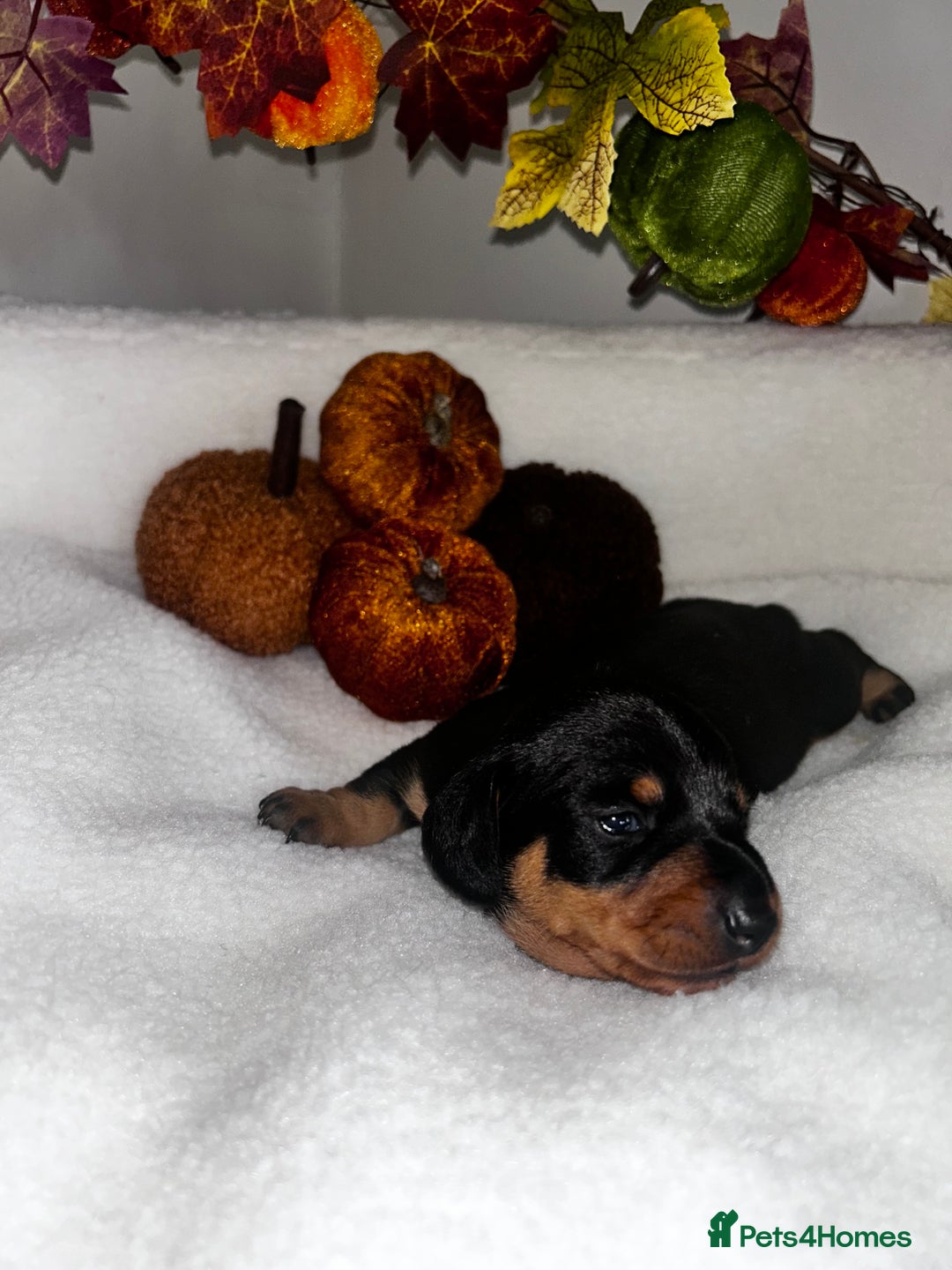 Miniature Dachshund dogs for sale: Miniature Smooth Dachshund Puppies  - Image 10