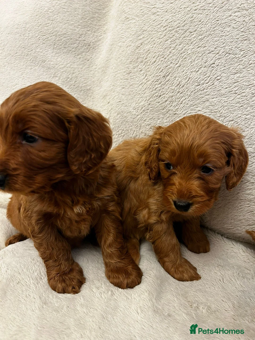 Cockapoo dogs for sale: F1 Cockapoo pups for sale - Advert 2
