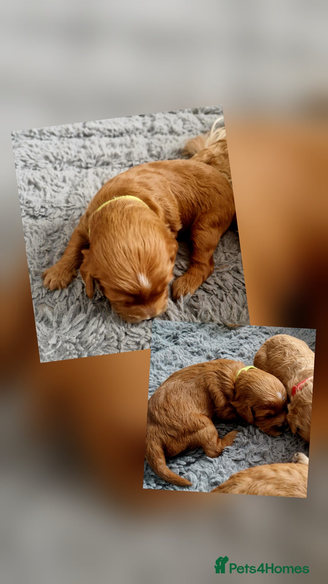 Mixed Breed dogs for sale: Cavapoo/cockapoo, ready September £1250. Cardiff - Image 11