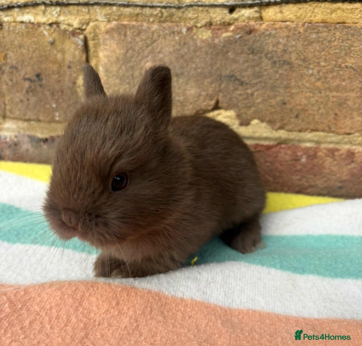 Netherland Dwarf rabbits White, Chocolate & Blue Netherland Dwarf Bunnies  - Advert 11